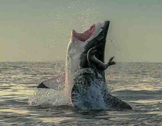 Тюлень ускользнул от акулы — удивительные фото