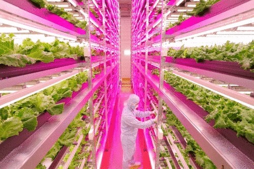 Крупнейшая в мире «комнатная ферма» производит 10000 голов салата в день