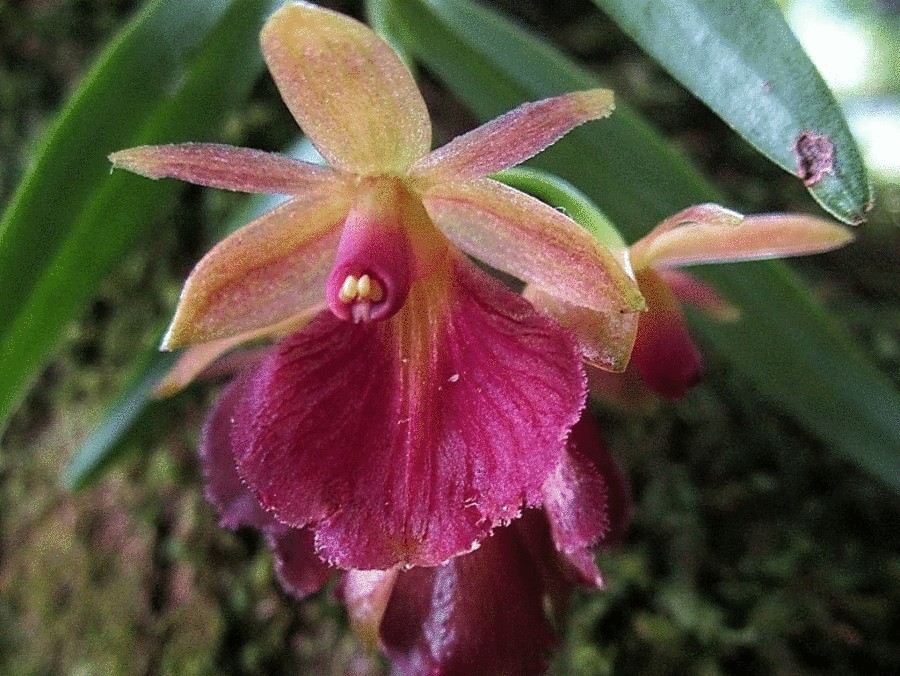 Орхидея  лесная