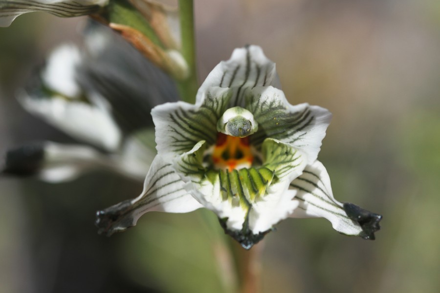 10 Орхидея  из  Чили