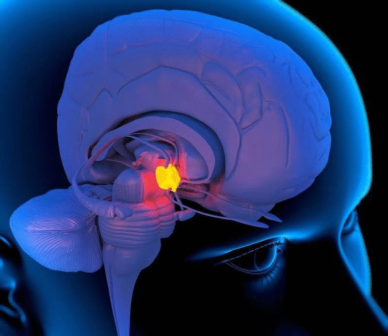  Шишковидное тело — квантовый компьютер в головном мозге