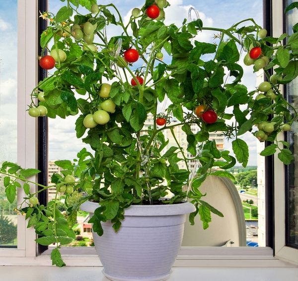 6 овощей, которые Вы можете вырастить на подоконнике