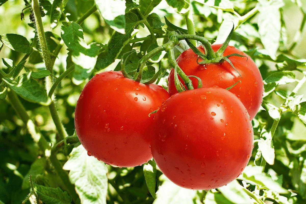 Высадка рассады томатов— 8 полезных видеосюжетов