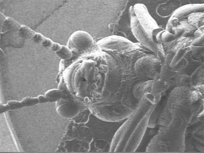 Нанокостюм для насекомых позволит наблюдать за ними в мельчайших масштабах