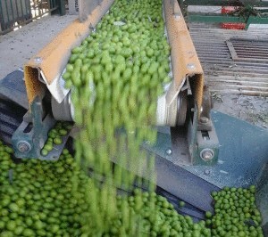 В Гранаде запущен прототип системы по выработке энергии из отходов производства оливкового масла