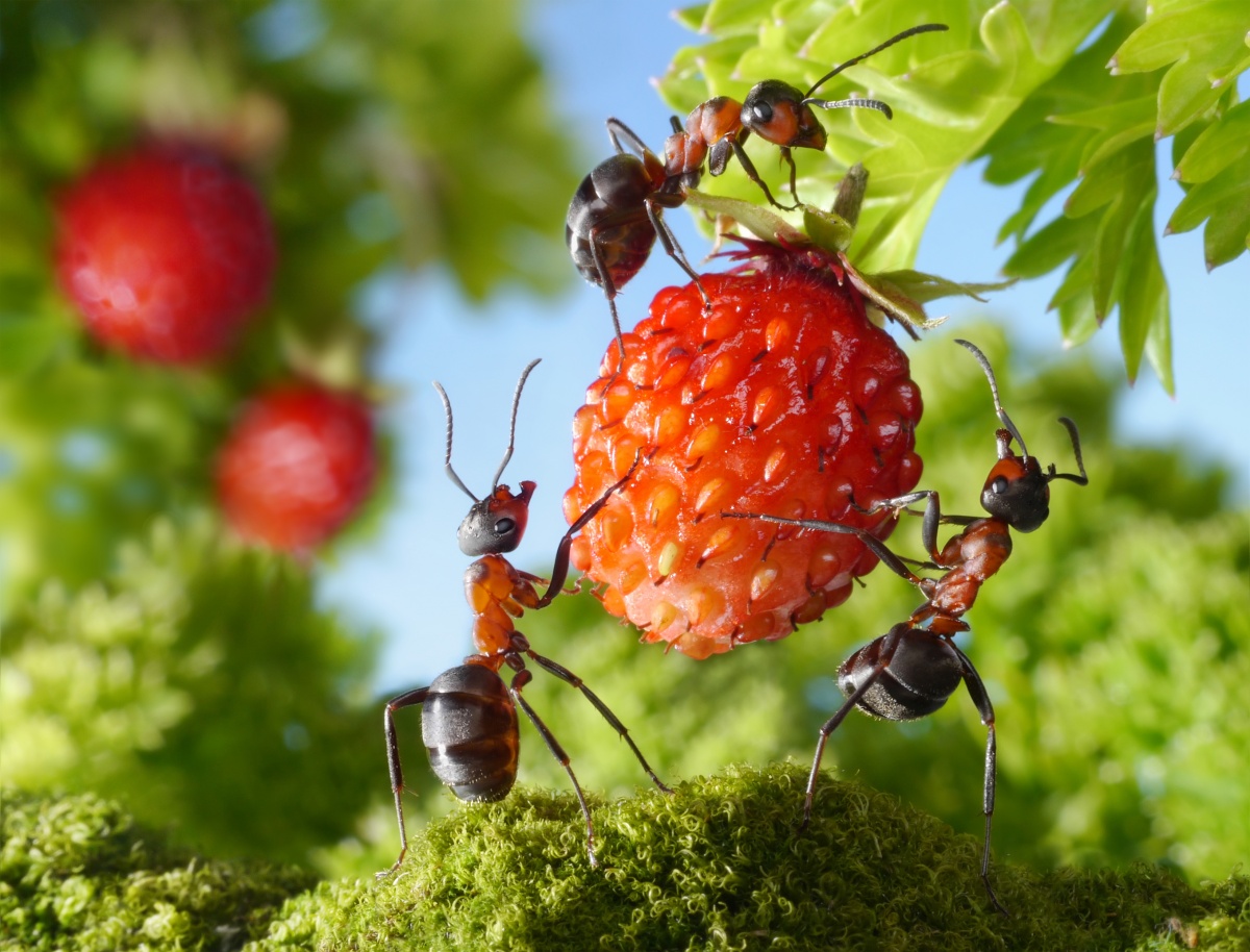 Когда муравьев становится слишком много, мы вынуждены с ними бороться
