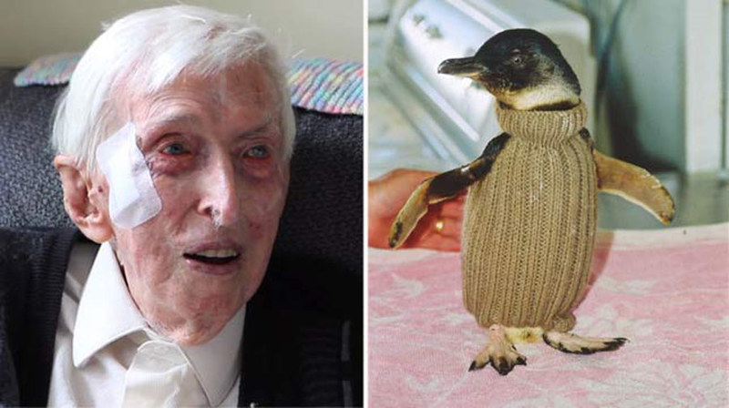 Самый старый житель Австралии вяжет свитера для пингвинов
