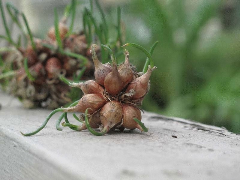  Многоярусный лук — идеальное решение для небольшого огорода