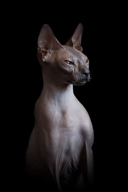 Загадочные коты сфинксы в работах фотографа Alicia Rius