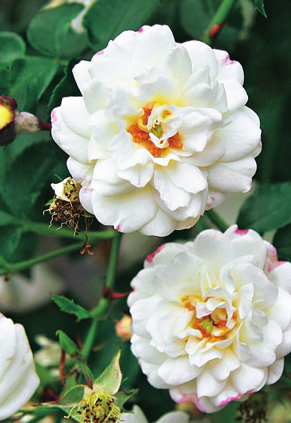 Самые красивые сорта белых роз для Вашей усадьбы