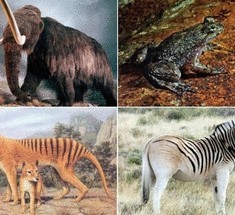 5 возрождаемых видов вымерших животных