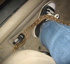 Один на один со змеей в машине