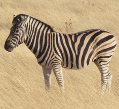 Ученые установили почему зебра полосатая