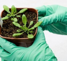 На замену электронным датчикам идут высокотехнологичные растения