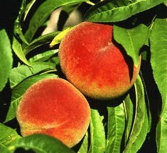 Как вырастить персиковое дерево в своем саду