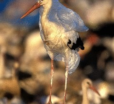 Полиэтиленовые пакеты или один миллион мертвых птиц в год