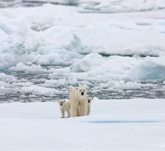 Европарламент призвал к созданию заповедной зоны на Северном полюсе      