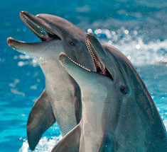 Дельфины жили на Земле гораздо раньше, чем считалось