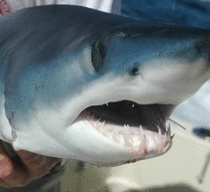  У западного побережья Австралии идет отлов и маркировка акул      