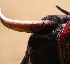 Индийский суд запретил бои и гонки быков благодаря PETA