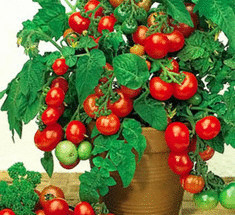 Высадка рассады томатов— 8 полезных видеосюжетов