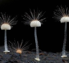 Фоторепортаж—неземные грибы Стива Аксфорда