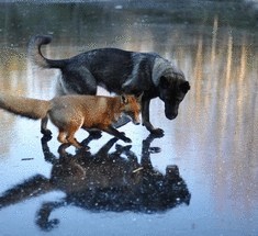 Дружба между собакой и лисой + видео