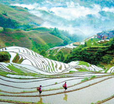Китайская «теория риса»:  как родные поля формируют национальный менталитет