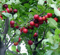 Компактное садоводство—гибриды вишни и сливы