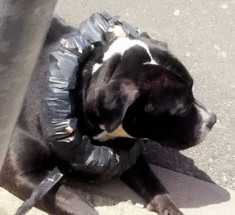Владелец  арестован  из-за кирпичного  воротника своего пса