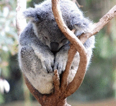Ученые — зачем коалы обнимают деревья