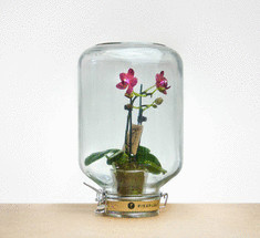 Pikaplant —  сад в банке