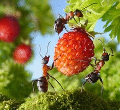 Гуманные методы борьбы с муравьями на дачном участке
