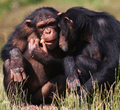 Британские ученые расшифровали язык шимпанзе