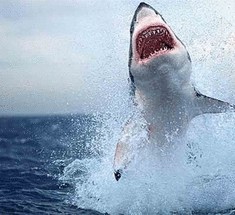 Ученые— акулы с каждым годом всё агрессивнее