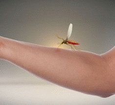 Самое эффективное и натуральное средство от комаров