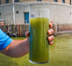 Жителям Толедо запретили употреблять водопроводную воду из-за цветения водорослей
