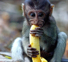 18 интересных  фактов о бананах