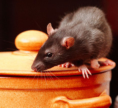 Как избавиться от крыс и мышей с помощью трав