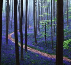 Фоторепортаж—синий ковер из колокольчиков в лесу Hallerbos 