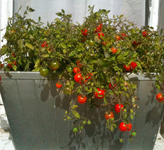 Ранние сорта томатов для балконов и домашнего огорода