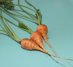 Когда и как собирать морковь