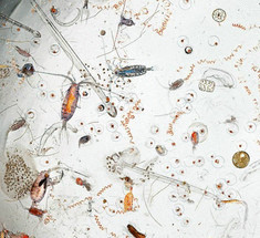 Удивительные микроскопические фотографии