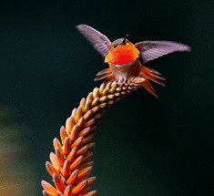 Макроснимки колибри — самой маленькой птички на планете 