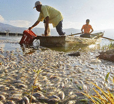 50 тонн мертвой рыбы неожиданно всплыли на поверхность мексиканского озера