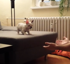 Щенок французского бульдога  учится прыгать ( видео )