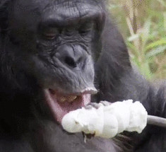 Удивительное видео — шимпанзе развел костер и приготовил десерт