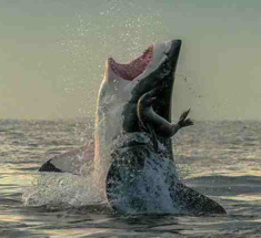Тюлень ускользнул от акулы — удивительные фото