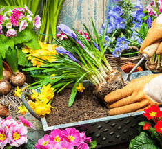 Посадка семян цветов —  советы садоводов