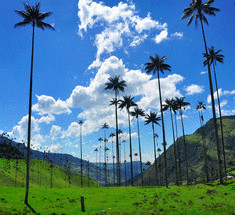 Удивительные  пальмы долины Кокора в Колумбии